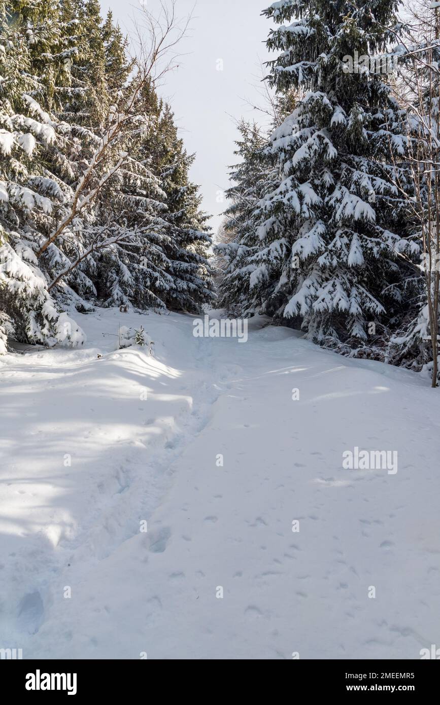 Schneebedeckter Wanderweg im gefrorenen Winterwald bei Bily kriz in den Moravskoslezske Beskydy Mountains Stockfoto