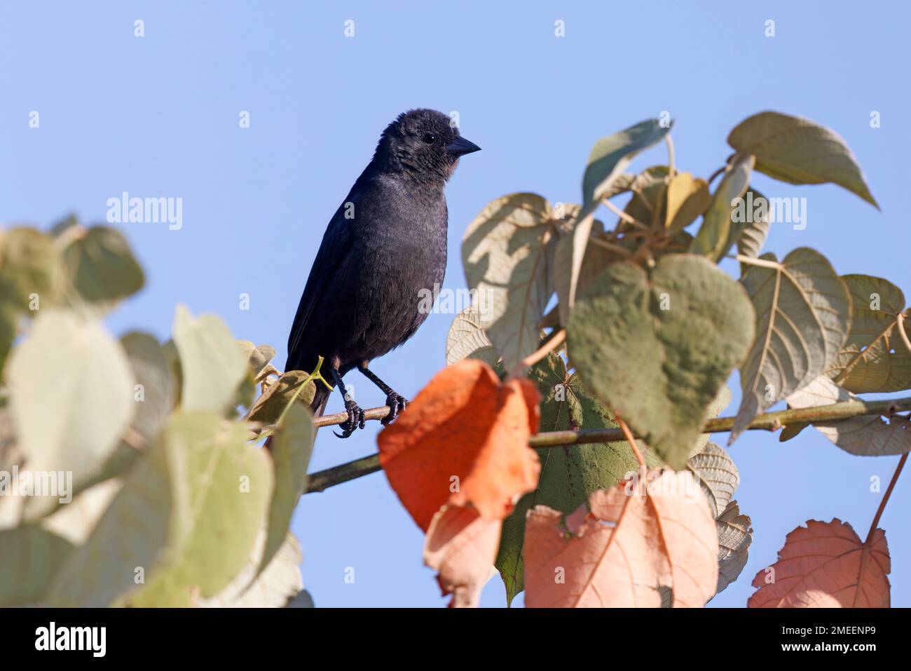 Shiny Cowbird, Serra de Canastra Plateau, MG, Brasilien, August 2022 Stockfoto