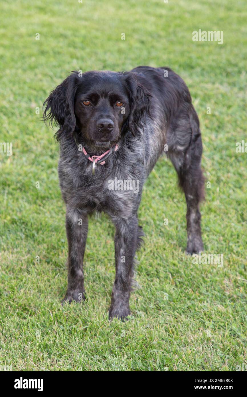 Porträt eines süßen schwarzen grauen Hundes russische Spaniel-Rasse in grünem Gras Stockfoto