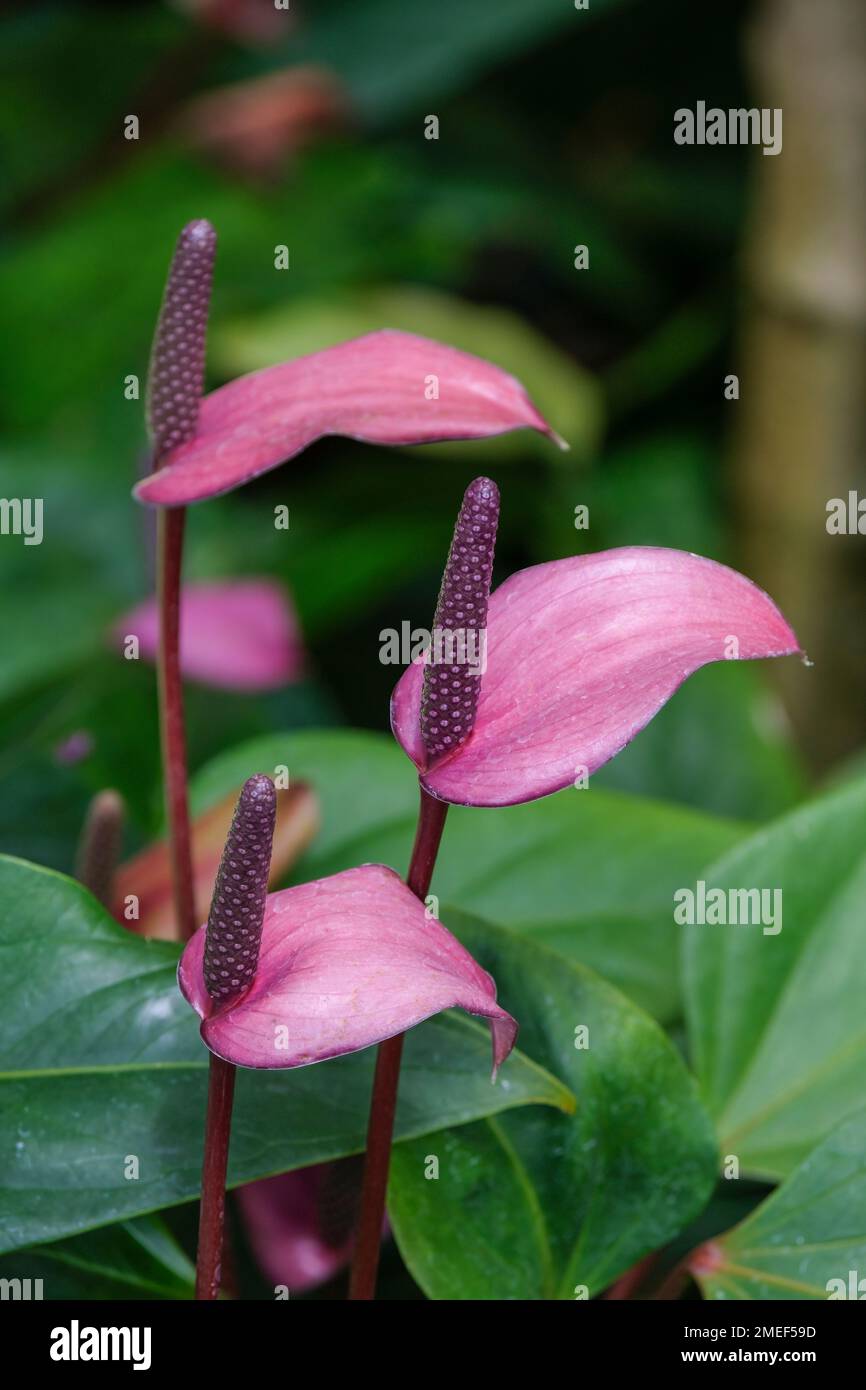 Lila anthurium -Fotos und -Bildmaterial in hoher Auflsung  Alamy