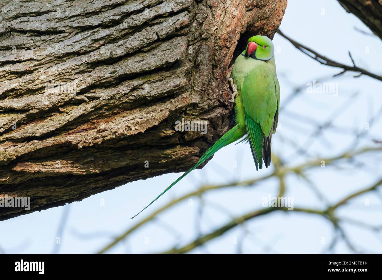 Rosensittich, Ringsittich, Psittacula krameri, Vogel am Nestloch Stockfoto