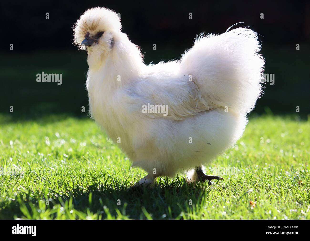 Silkie Hühner auf einem Gras, im Freien, Bio-Bauernhof Stockfoto