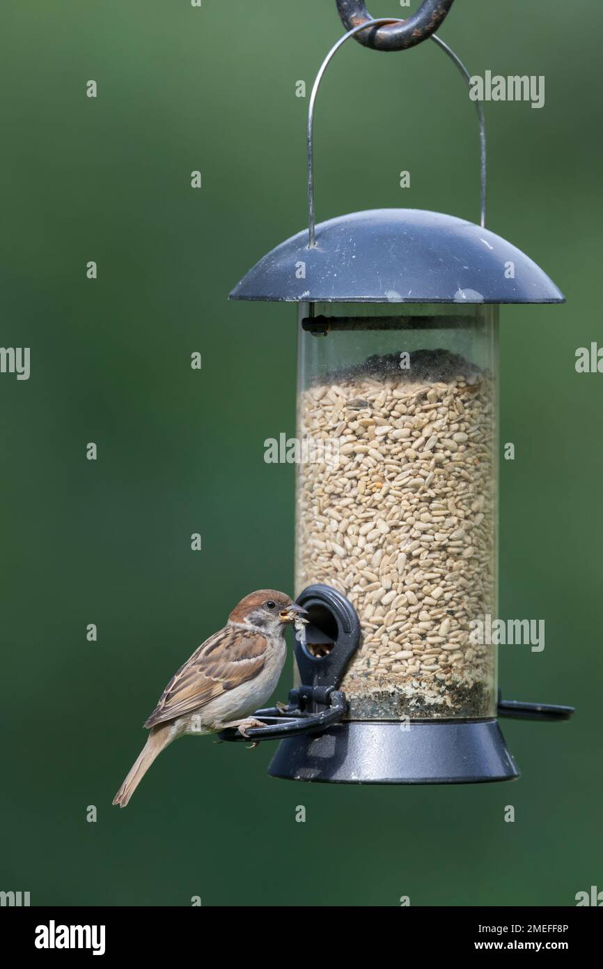 Feldspatz, an der Vogelfütterung, Fütterung, frisst Körner am Futtersilo, Futterspender, Körnerfutter, Feld-Spatz, Feldsperling, Feld-Sperling, Spatz, Stockfoto