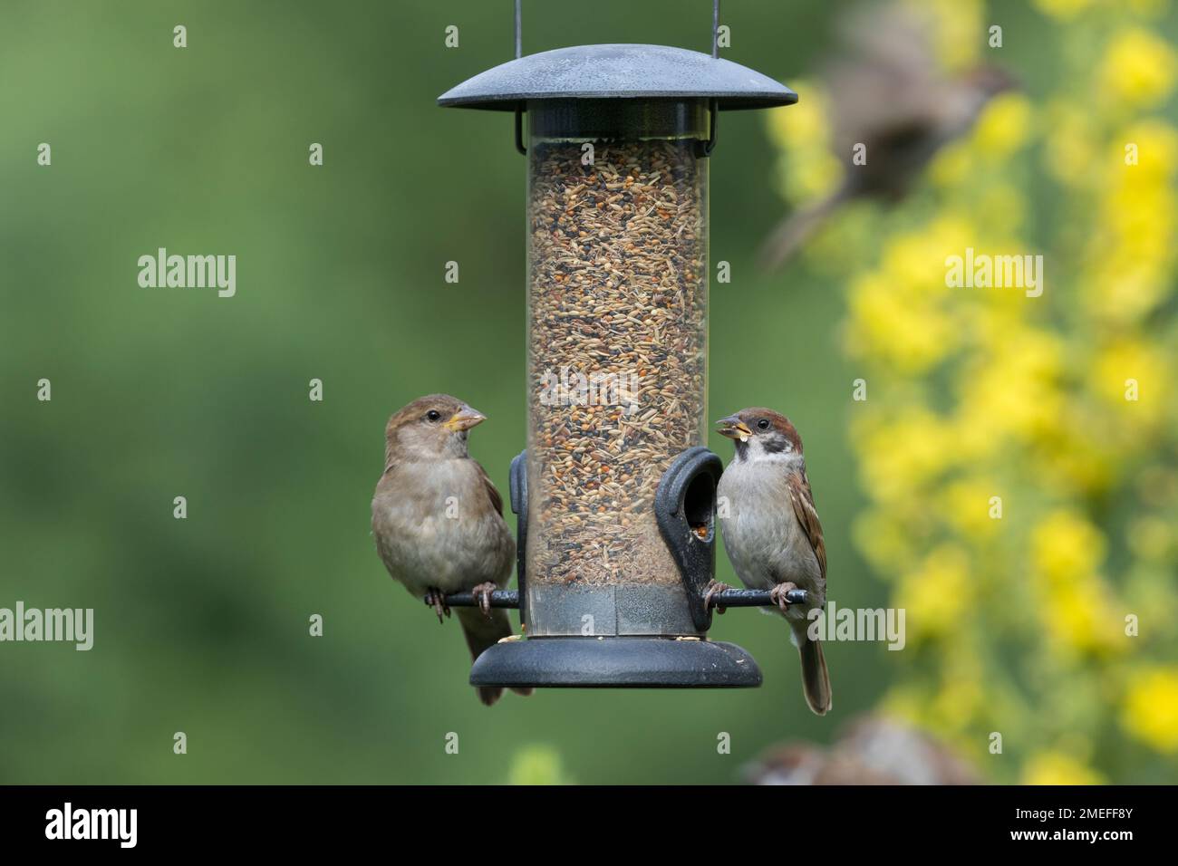 Feldspatz, an der Vogelfütterung, Fütterung, frisst Körner am Futtersilo, Futterspender, Körnerfutter, Altvogel und Jungvogel, Feld-Spatz, Feldsperlin Stockfoto