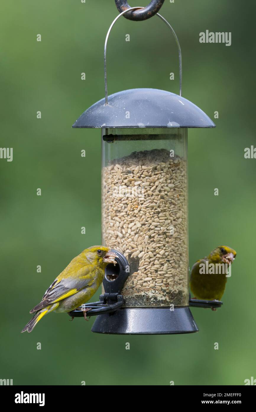 Grünfink, Grünling, an der Vogelfütterung, Fütterung, Frisst Körner am Futtersilo, Futterspender, Körnerfutter, Grün-Fink, Chloris chloris, Carduelis Stockfoto