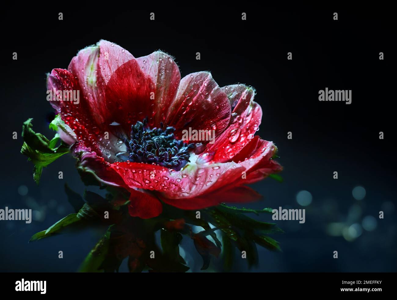 Rote Anemonblume mit Wassertropfen nach Regen auf schwarzem Hintergrund mit unscharfem dunkelblauem Bokeh, Nahaufnahme, Kopierbereich, ausgewähltem Fokus Stockfoto