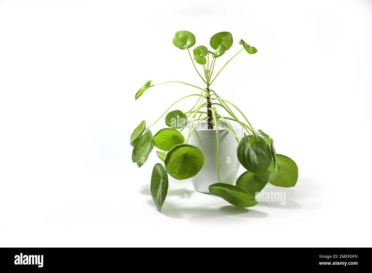 Chinesische Geldpflanze (Pilea peperomioides) mit grünen runden Blättern und einem langen Stiel, in einer Porzellanpflanzung gegossen, frisch mit Wasser besprüht, isoliert Stockfoto