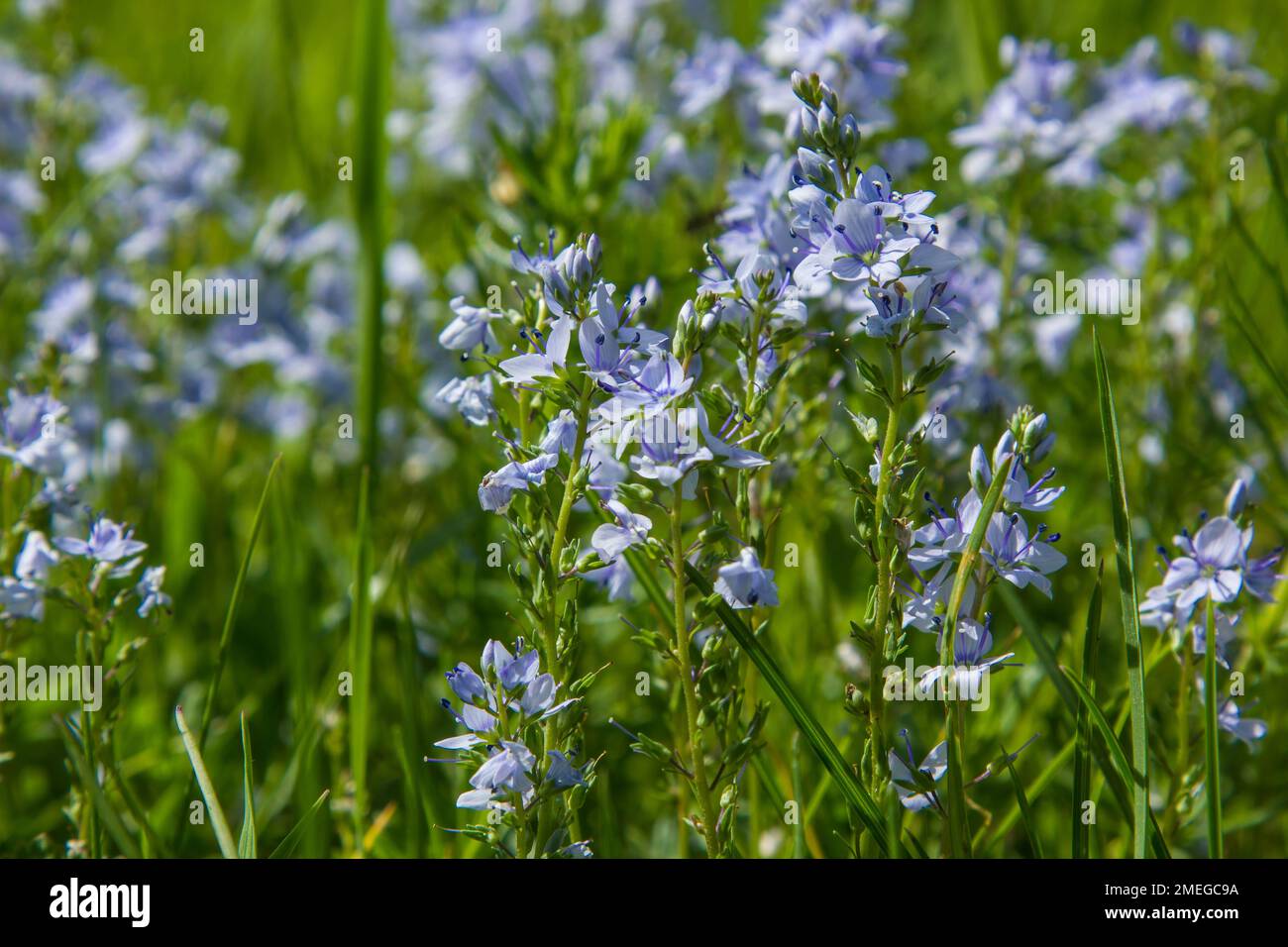 Blaue Wildblumen im Gras. Sonniger Tag Stockfoto