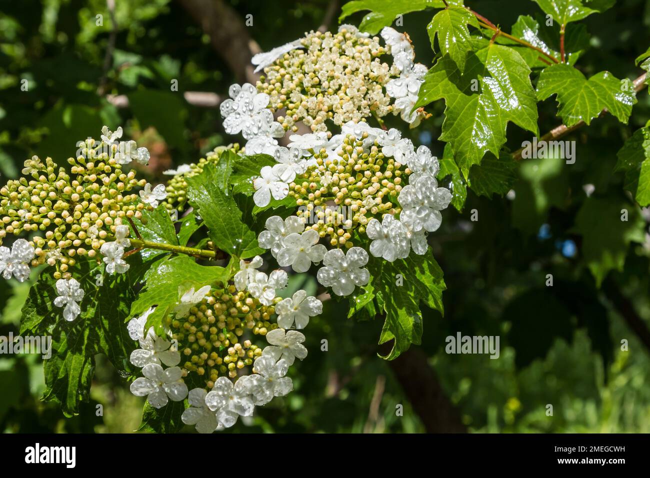 Viburnum-Blume mit grünen Blättern am Himmel bei sonnigem Wetter Stockfoto