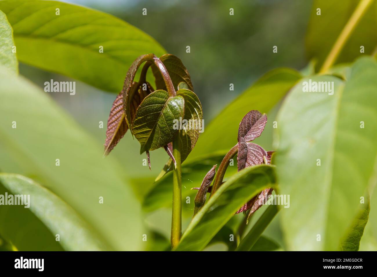 Walnussbaumzweige mit grünen Blättern am Himmelshintergrund bei sonnigem Wetter Stockfoto