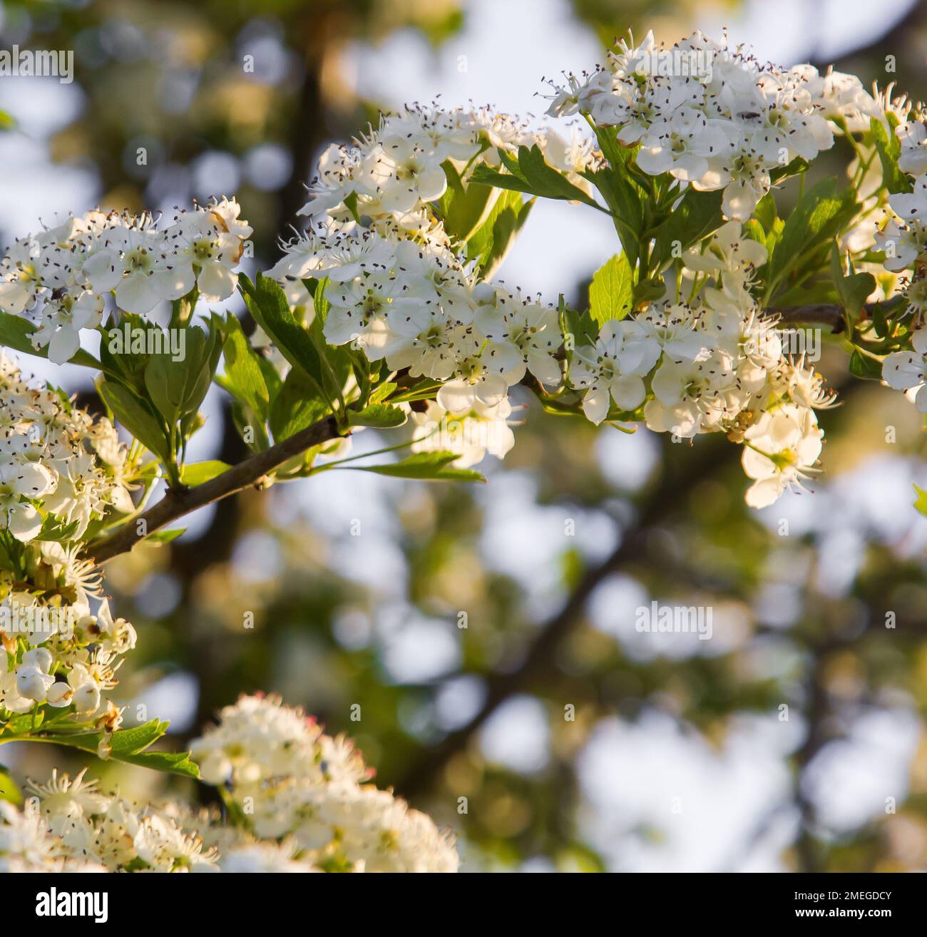 Weiße Weißdornblumen schließen sich im Gras. Sonniger Tag Stockfoto