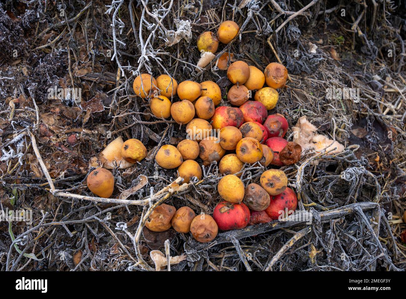 Faule Birnen und Äpfel auf Komposthaufen Stockfoto
