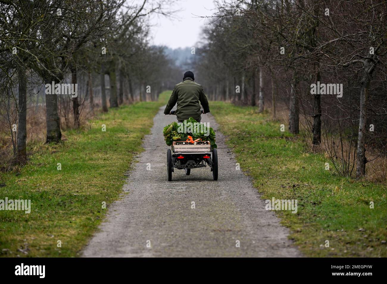 Potsdam, Deutschland. 23. Januar 2023. Bauer Markus Schüler fährt die ...
