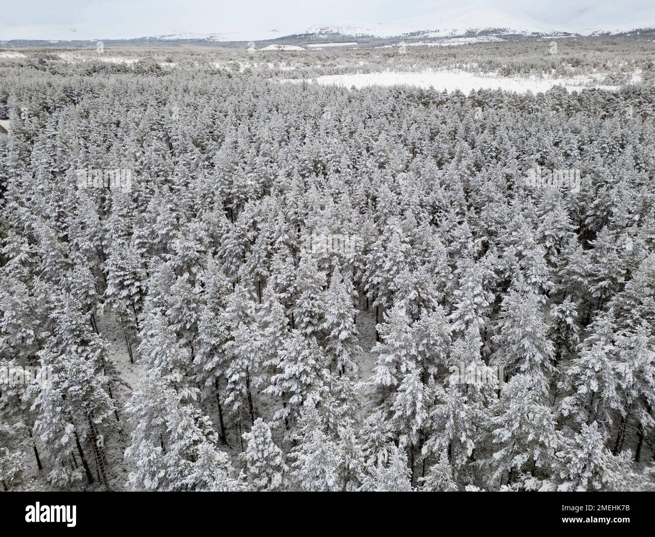 Schneebedeckte Bäume im Rothiemurchus Forest im Cairngorms National Park, Scottish Highlands, Schottland, Großbritannien Stockfoto