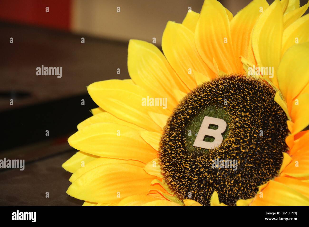 Hellgelbe Sonnenblume mit einem „b“ (Biene) Stockfoto