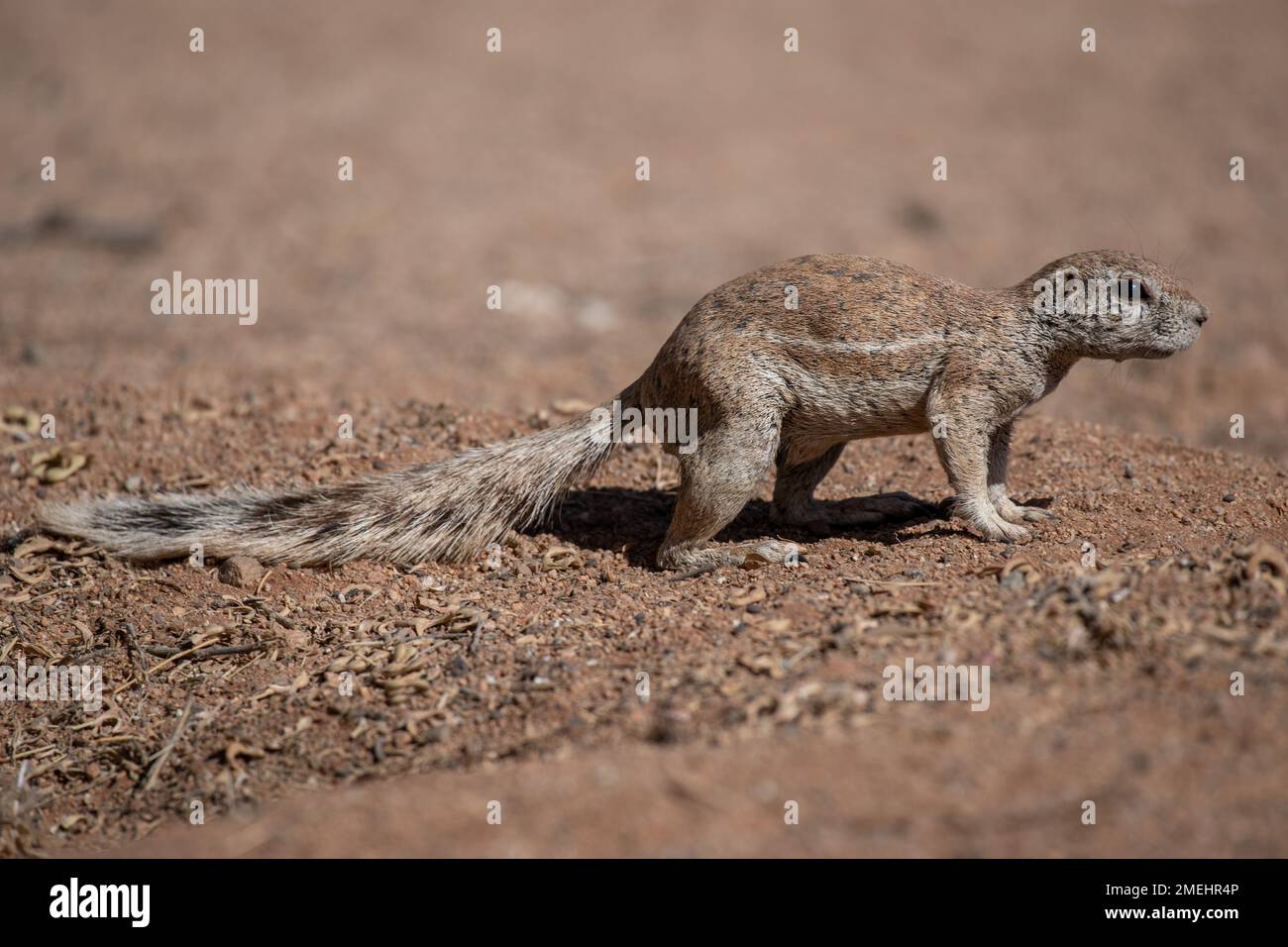 Gelbschwanzhörnchen, Xerus inauris, Sciuridae, Namibia, Afrika Stockfoto