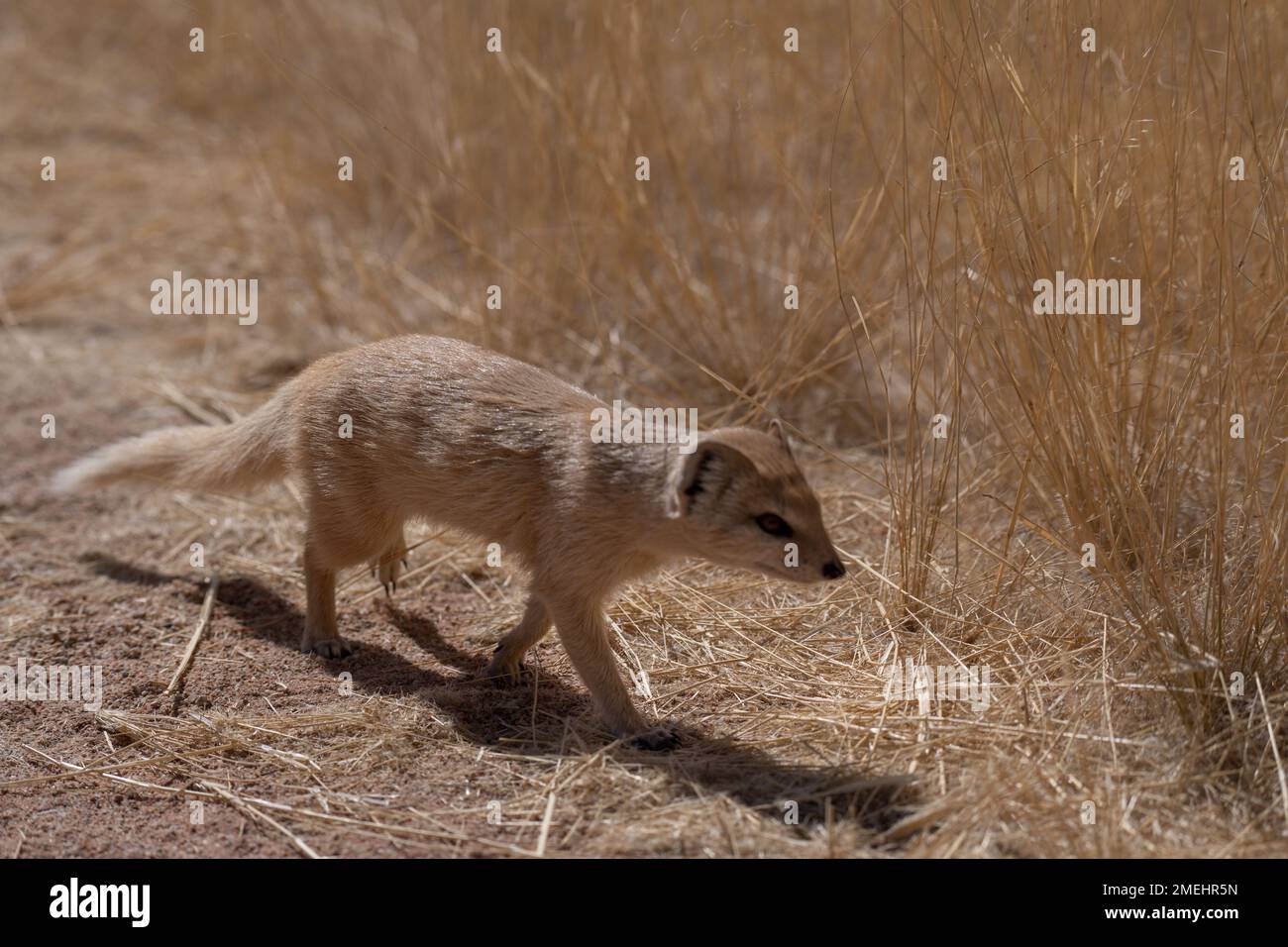 Gelbmanguste, Cynictis penicillata, Herpestidae, Namib-Wüste, Namibia, Afrika Stockfoto