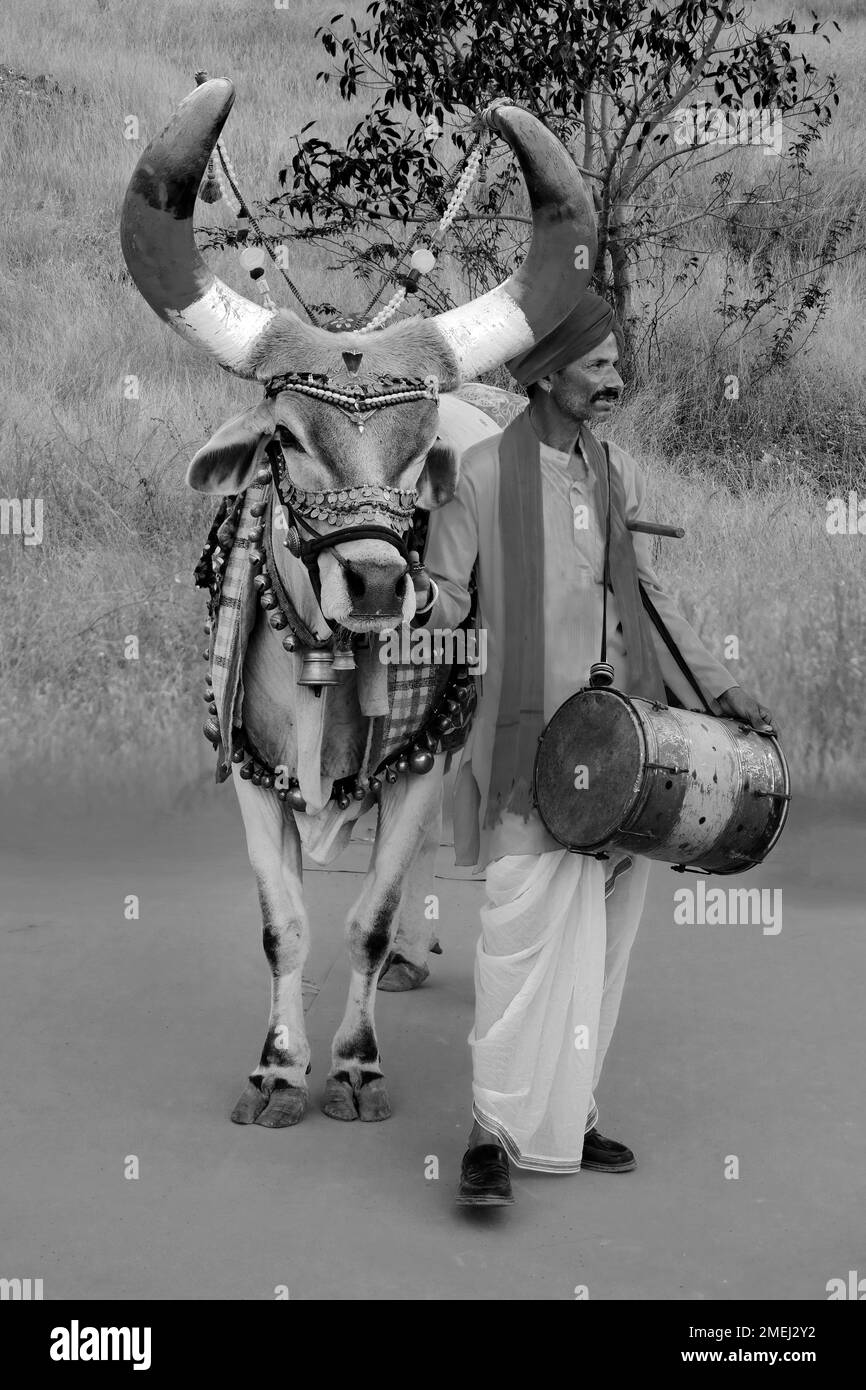 21. Dezember 2022, Pune, Indien, Es geht um die Tradition einiger Menschen in Indien, die einen Stier schmücken, den sie Nandi Bail nennen, den Träger von Lo Stockfoto