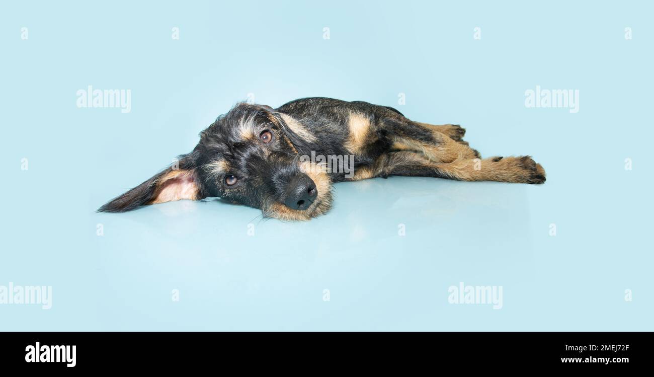 Trauriger Hund mit großen Ohren. Isoliert auf blauem Pastellhintergrund. Blue Monday Konzept Stockfoto