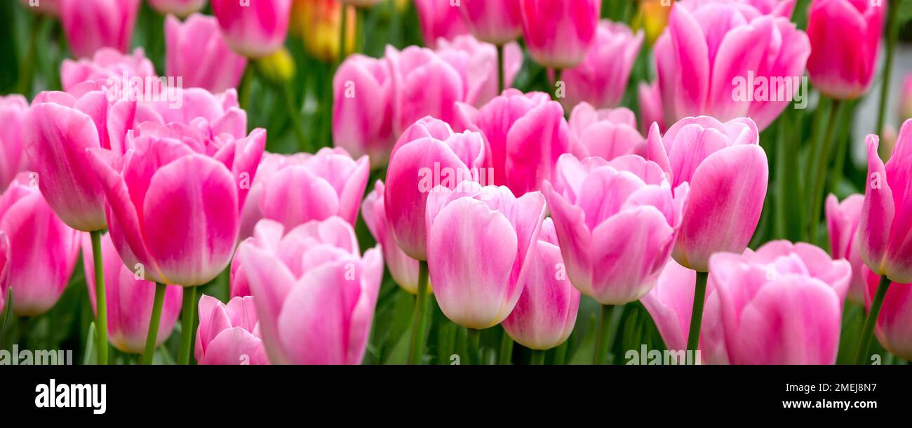 Nahaufnahme eines pinkfarbenen Tulpenfeldbannerhintergrunds Stockfoto