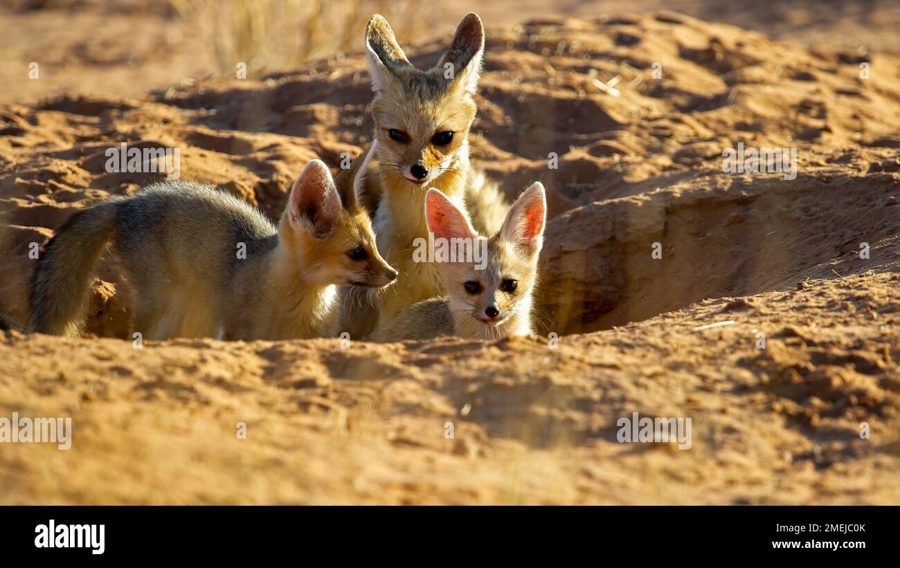 Cape Fox (Vulpes chama) Kgalagadi Transfrontier Park, Südafrika Stockfoto