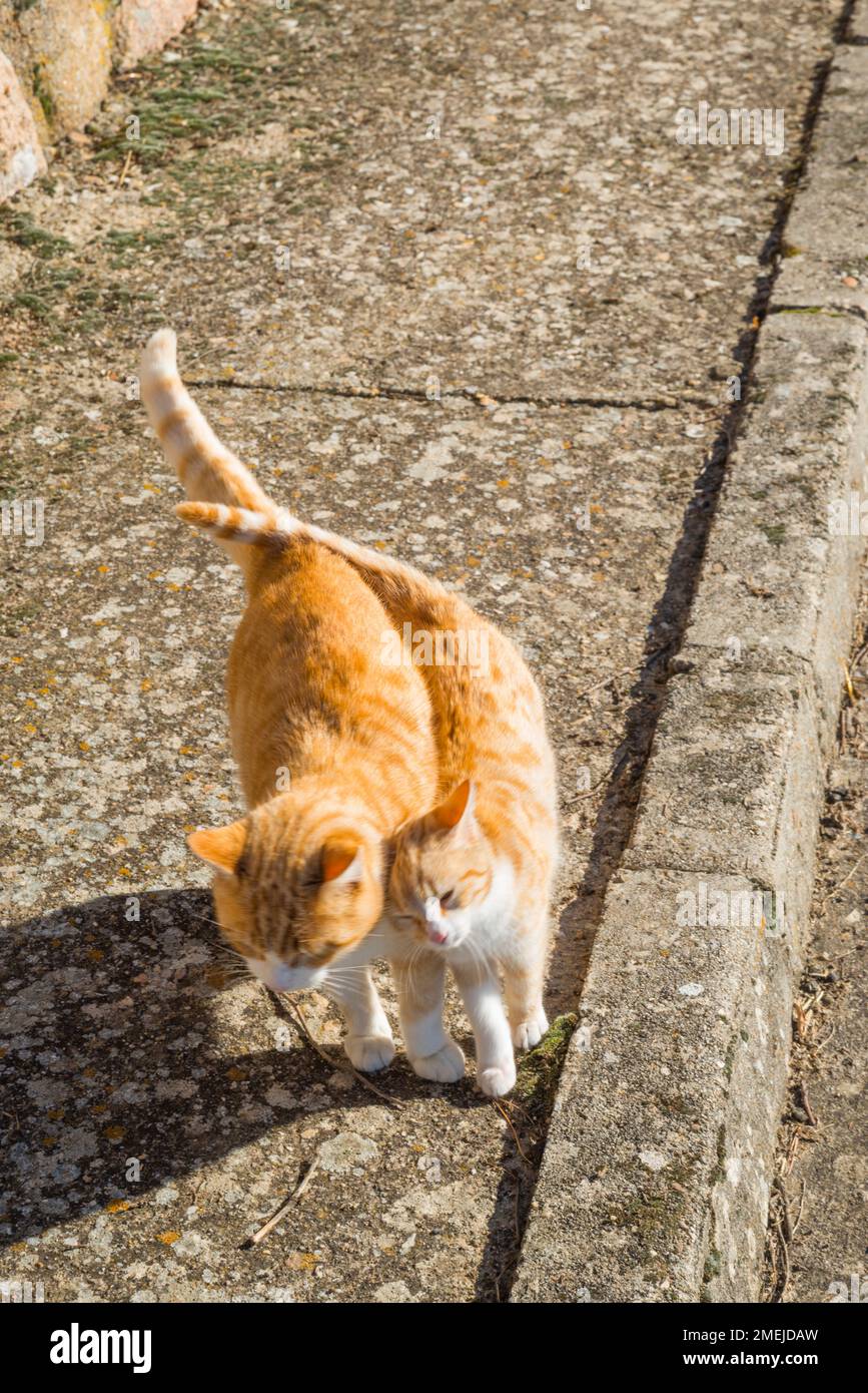 Zwei gestromte und weiße Katzen. Stockfoto