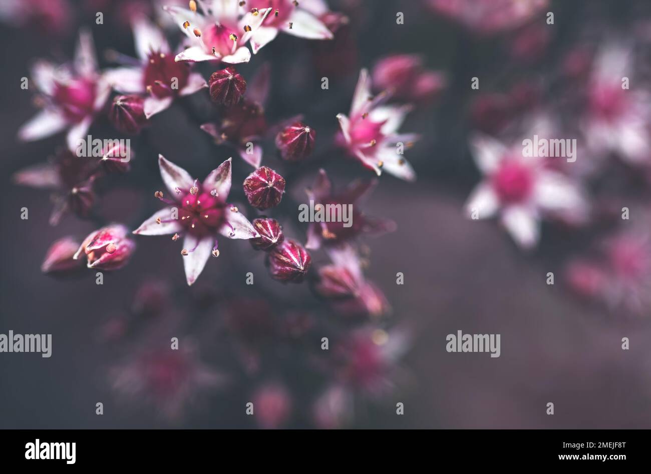 African Pearl (Sedum spectabile), eine Pflanze mit winzigen magentarosa-rosa Blüten und verschwommenem, mattem Hintergrund im Vintage-Stil Stockfoto