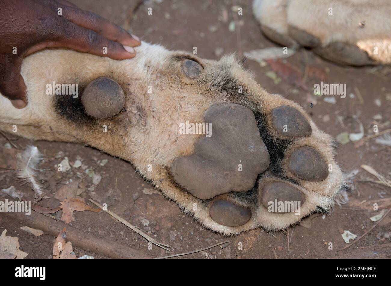 Lion (Panthera leo) mit der Hand des Menschen auf der Pfote, Tzaneen Lion and Predator Park, in der Nähe von Tzaneen, Tzaneen District, Limpopo Province, Südafrika Stockfoto
