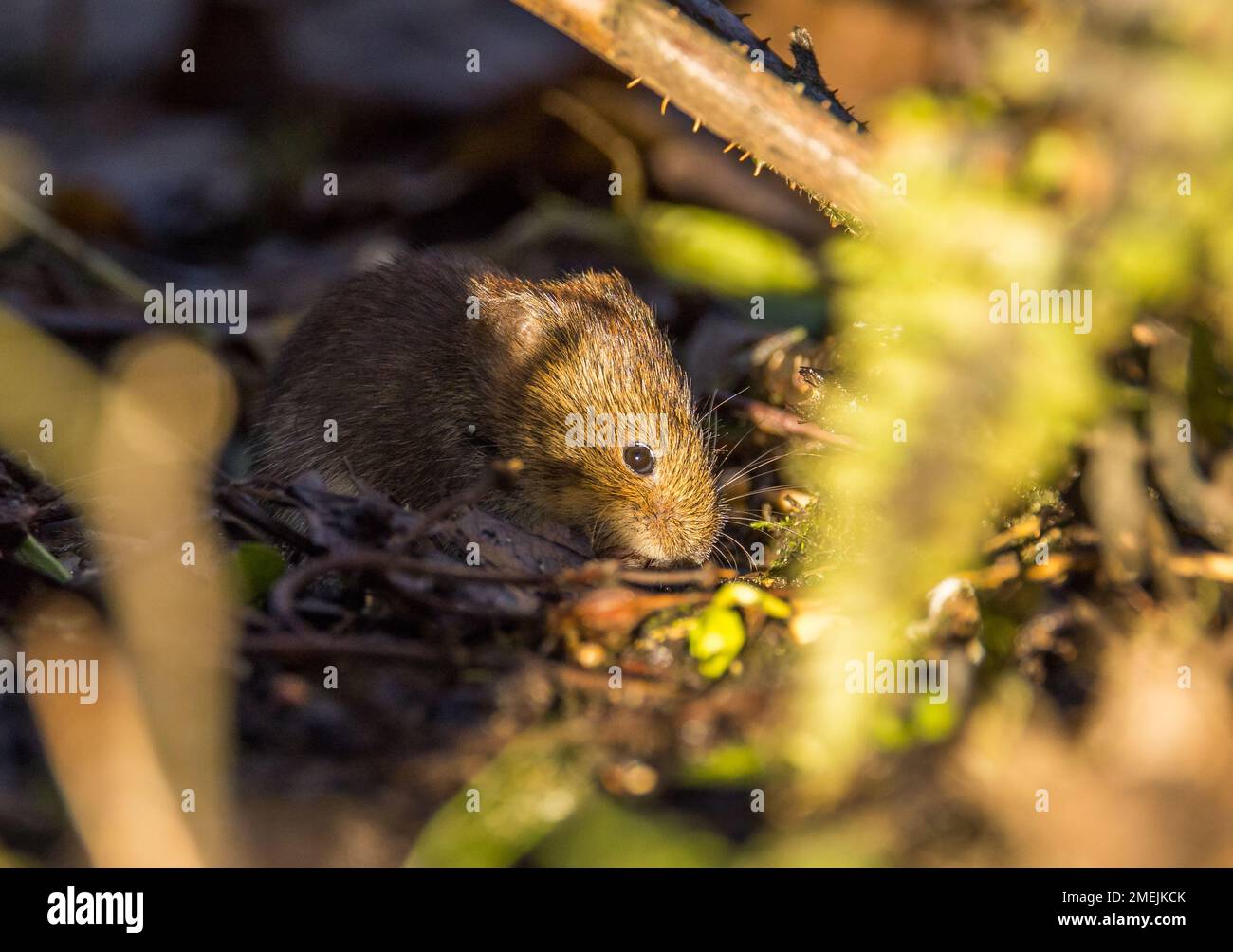 Rötelmaus Stockfoto