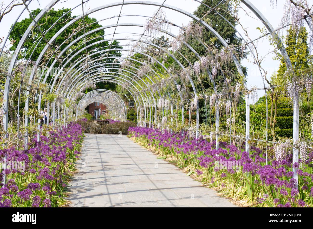 Frühjahrsvorstellung auf dem Wisteria Walk Arch im RHS Wisley Garden, England, im Mai mit Wisteria floribunda Kimono und Allium Purple Rain. Stockfoto