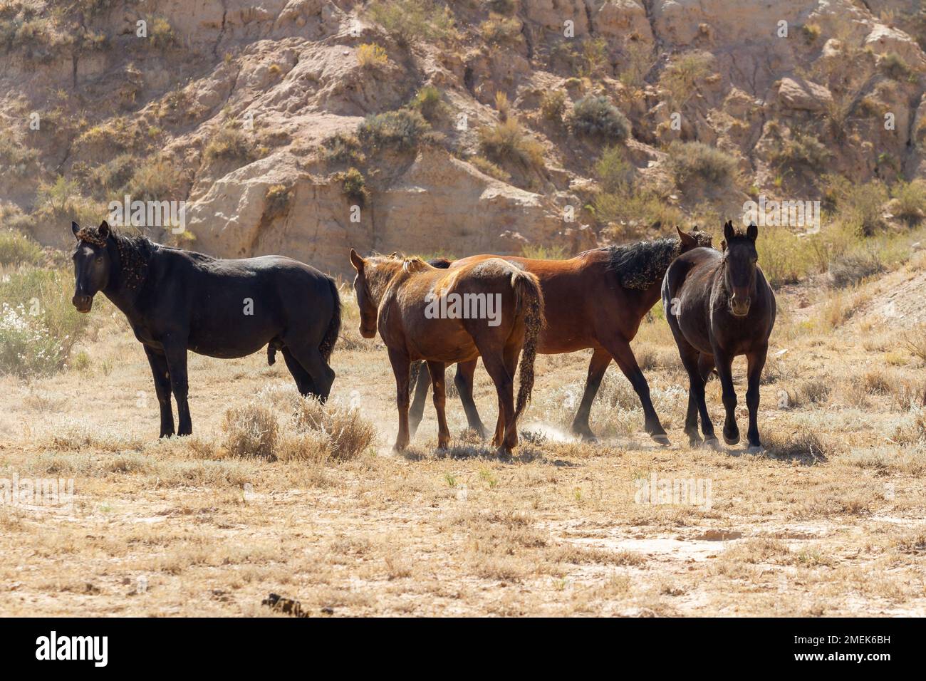 Pferde auf einer Weide vor der Kulisse der Berge, Kirgisistan Stockfoto