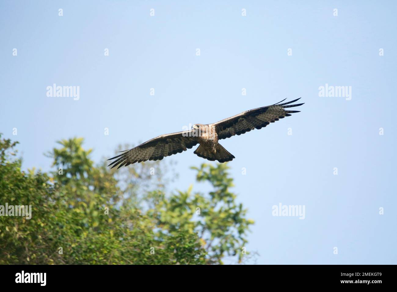 Bonellis Adler, Aquila fasciata im Flug, Satara, Maharashtra, Indien Stockfoto