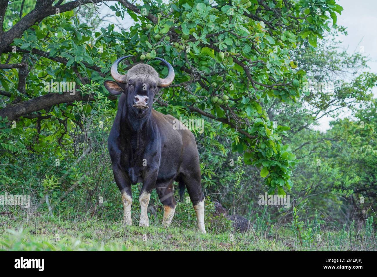 Indischer Gaur, auch bekannt als indischer Bison, Bos gaurus, Satara, Maharashtra, Indien Stockfoto