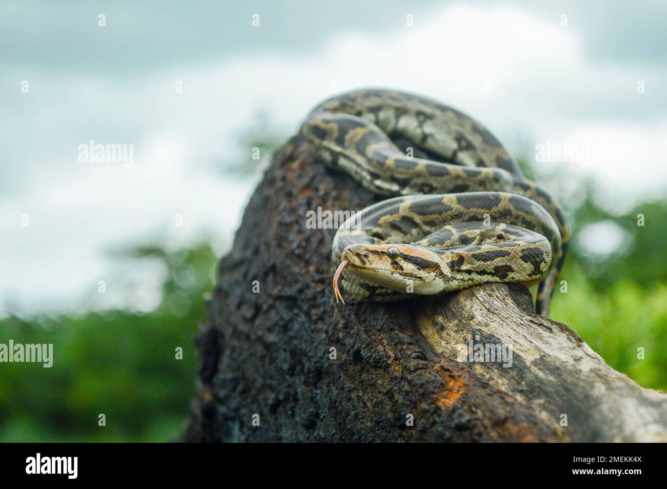Indische Python, Python molurus ist eine große, nicht giftige Python-Art, die in tropischen und subtropischen Regionen des indischen Subkontinents, Mumbai, Ma, heimisch ist Stockfoto
