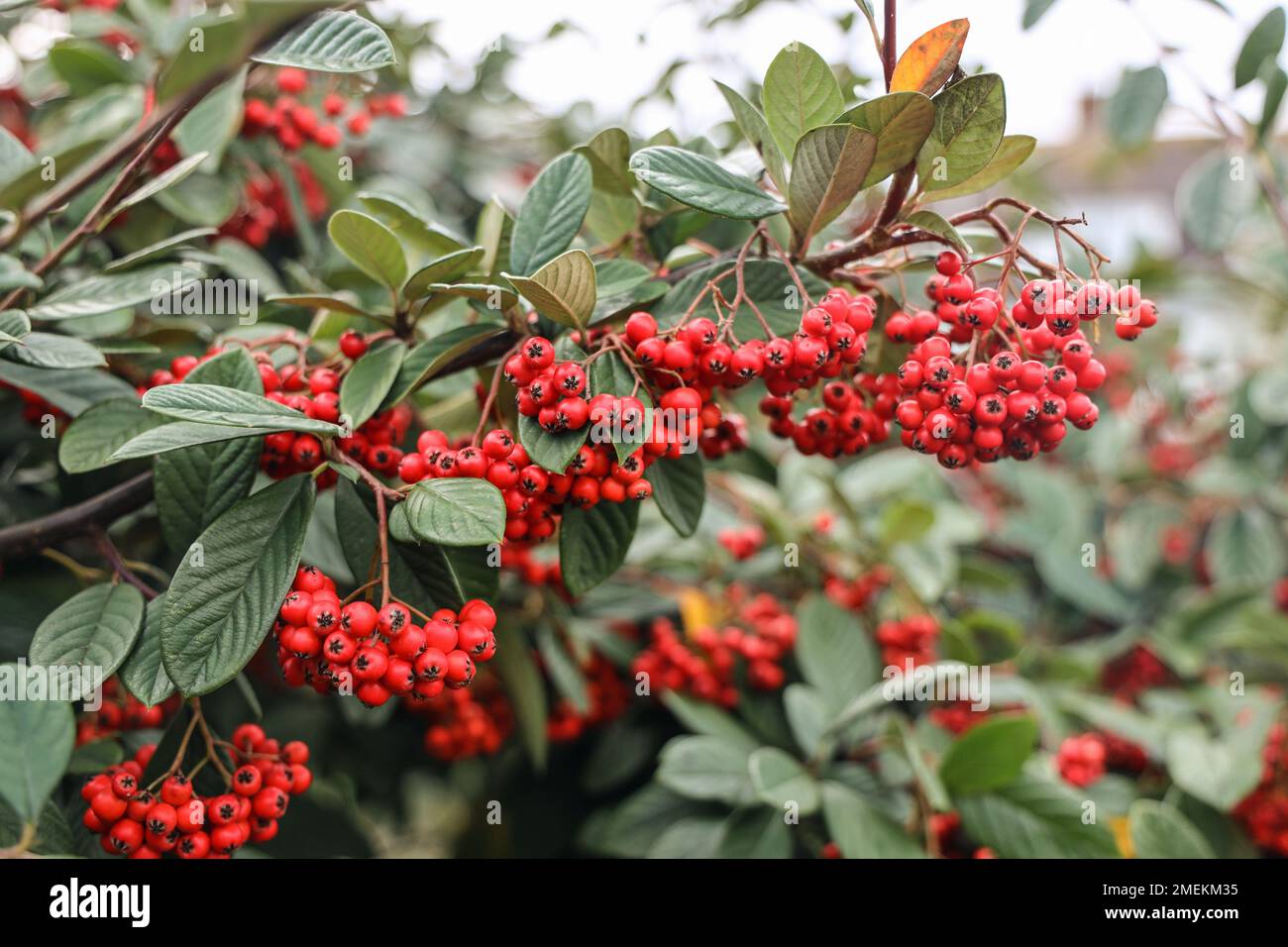 Reiche rote Beeren eines Kokosasterbusches, der auf einer Eisenbahn in Plymouth wächst. Hintergrund mit Soft Focus bietet Platz zum Kopieren Stockfoto