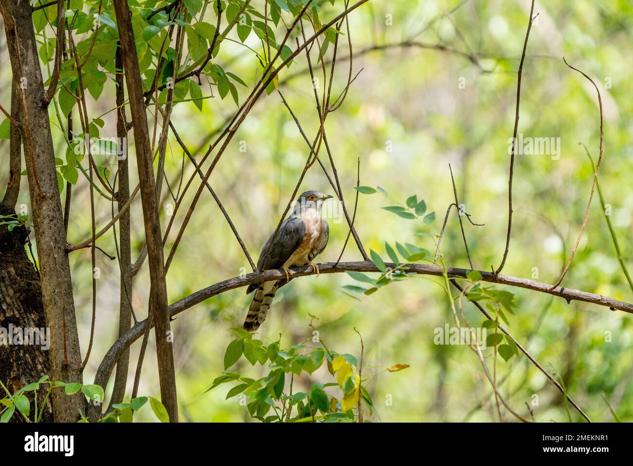 Gemeiner Falke-Kuckuck, Hierococcyx varius, allgemein bekannt als Hirnfieber-Vogel, Satara, Maharashtra, Indien Stockfoto