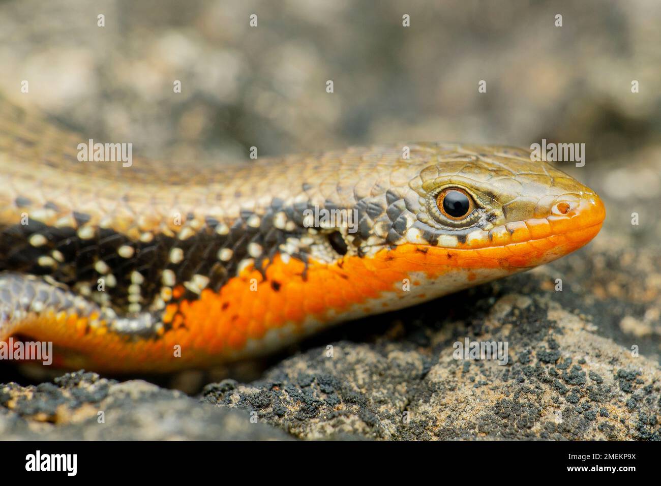 Orangen-Skink-Arten, Satara, Maharashtra, Indien Stockfoto