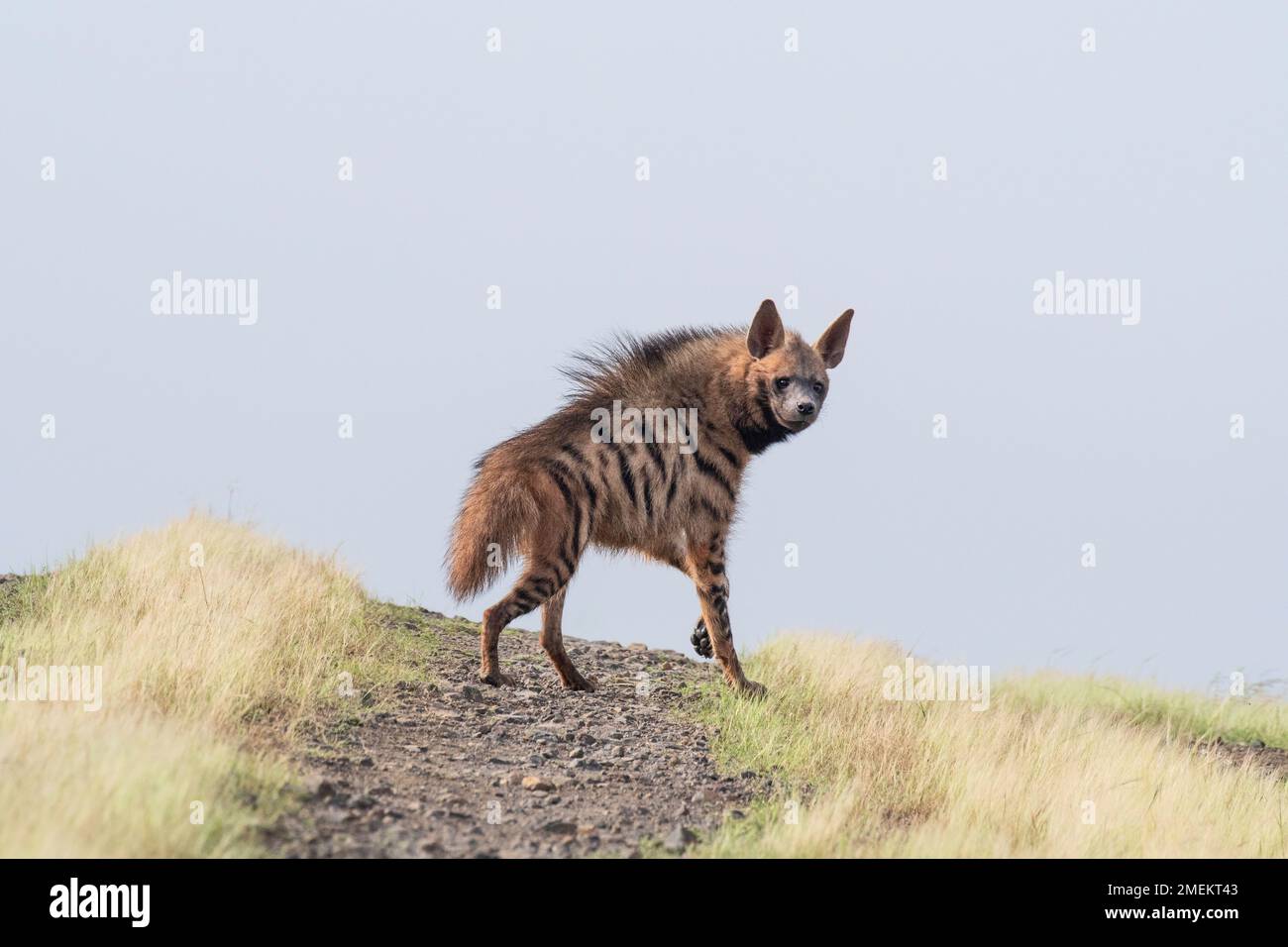Gestreifte Hyäne, Hyäne, Satara, Maharashtra, Indien Stockfoto