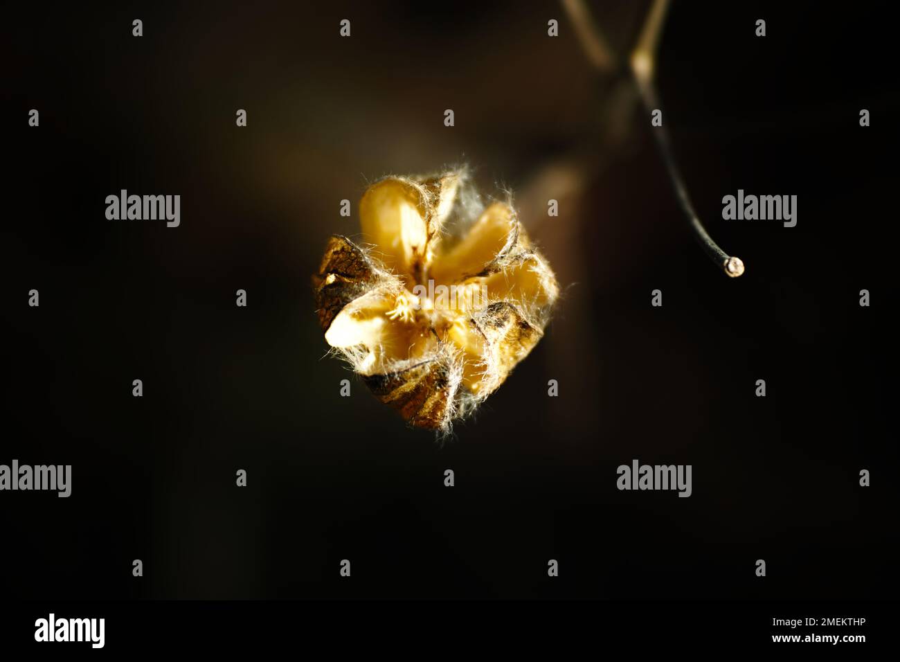 Ein Blick von oben auf eine wilde Kastanie, die unter der Sonne in einem Garten wächst Stockfoto