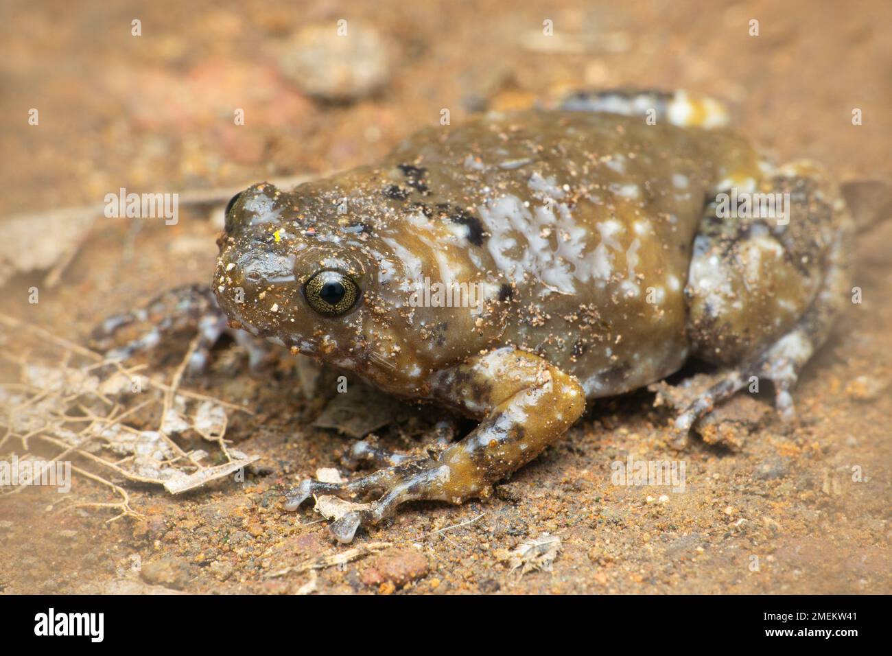 Ramanella Frog, Uperodon variegatus, Satara, Maharashtra, Indien Stockfoto