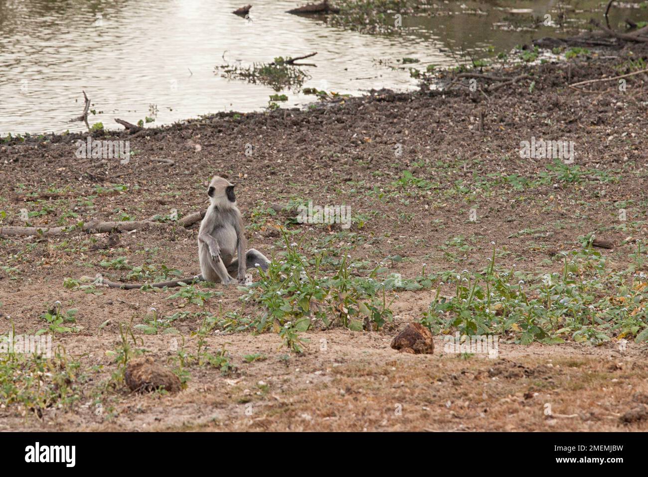Der graue Langur-Affe sitzt allein am Boden im Yala-Nationalpark Süd-Sri Lanka Stockfoto