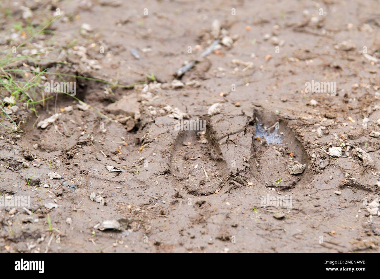 Elchspuren im Schlamm. Geringe Schärfentiefe, Fokus liegt auf der nächstgelegenen Kante der rechten Spur. Blätter, Gras, Felsen usw. auch im Schlamm. Niedriger Winkel. Stockfoto