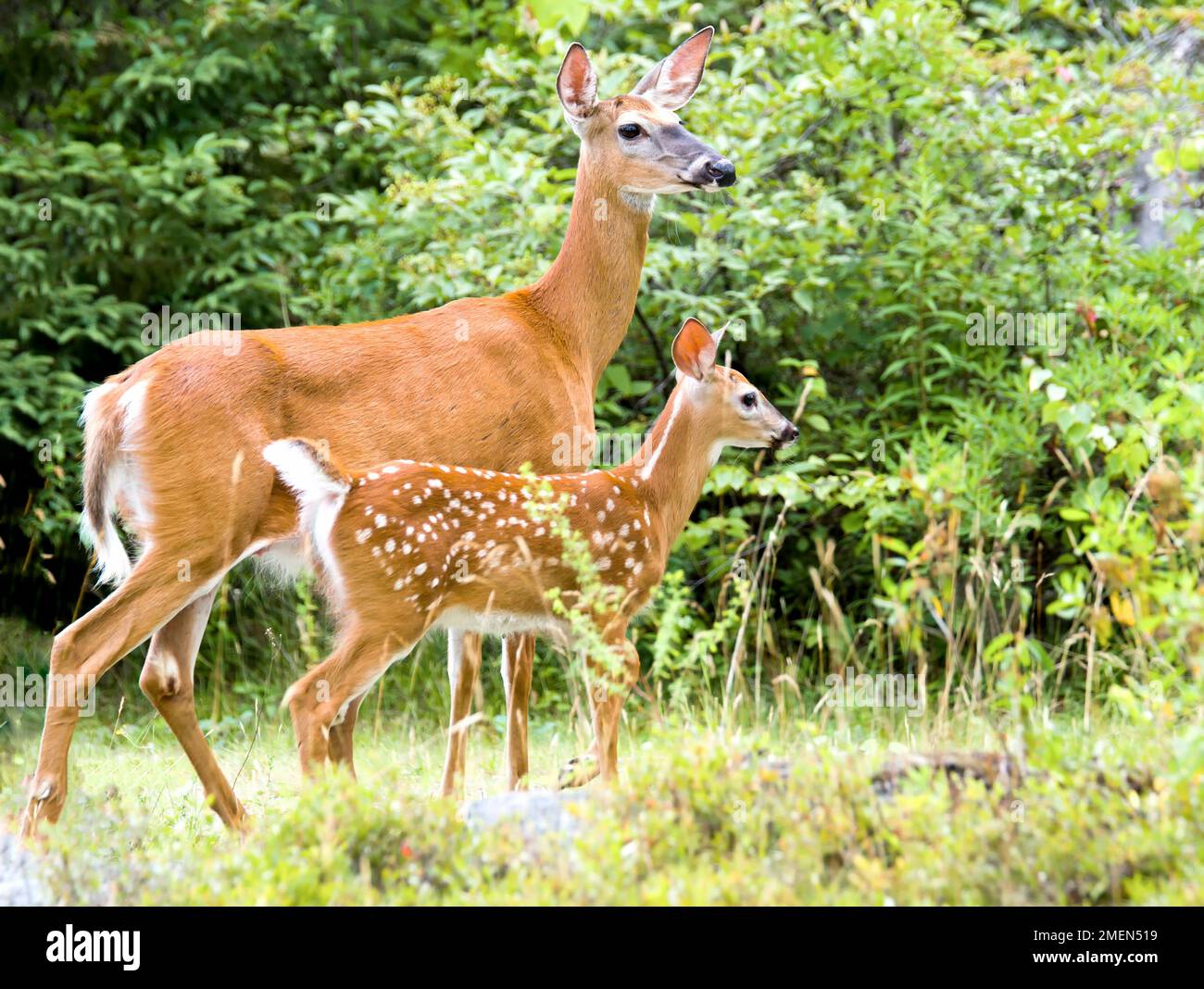 Mutter und Hirschbaby. Das Hundekraut ist vor dem Reh und hat weiße Flecken. Wälder im Hintergrund. Stockfoto