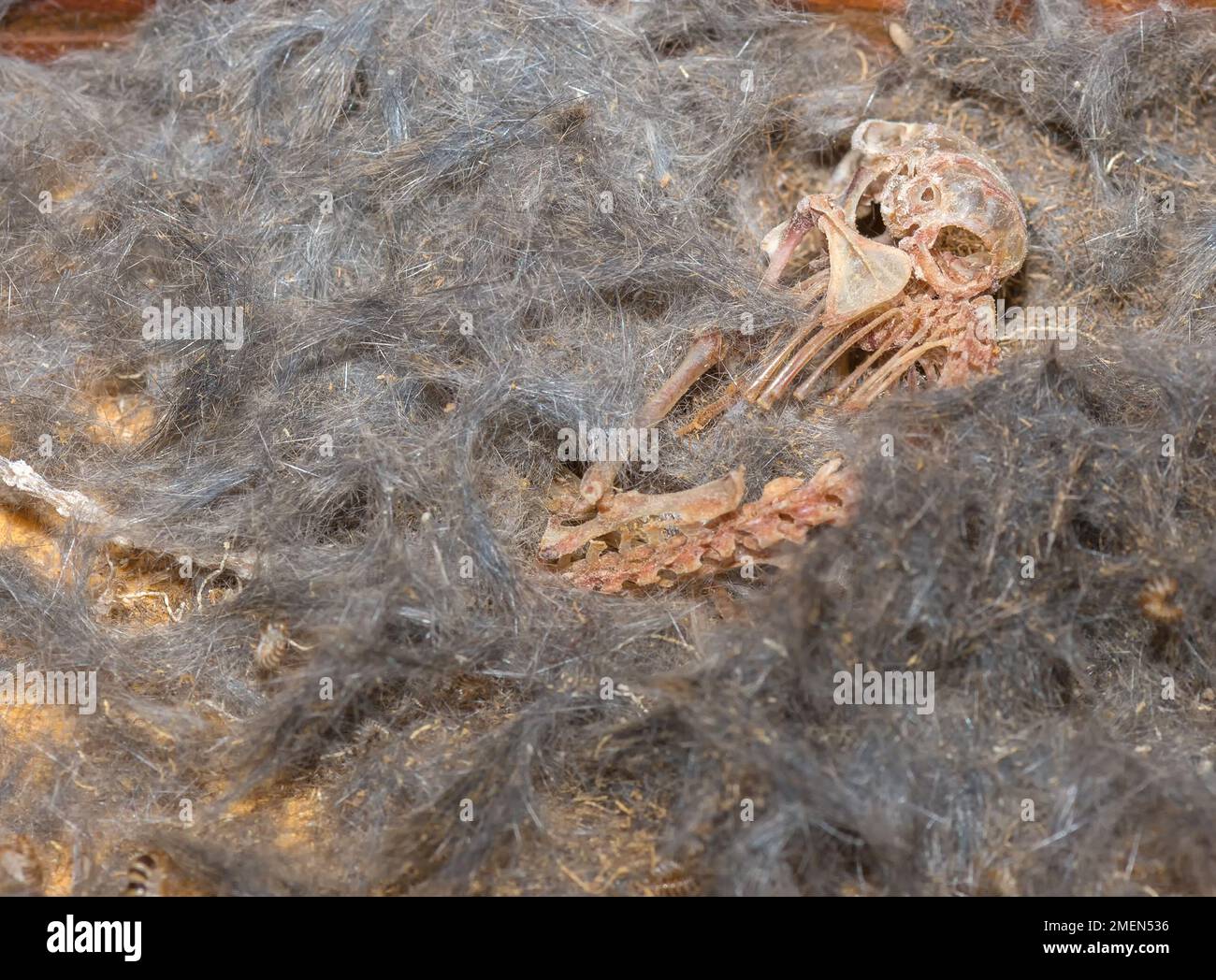 Totes Mausskelett. Fleisch wurde gefressen und alles, was übrig ist, sind das Skelett und das Fell. Käfer, die die Maus gefressen haben, sind tot im Fell. Konzentrieren Sie sich auf den Schädel. Stockfoto