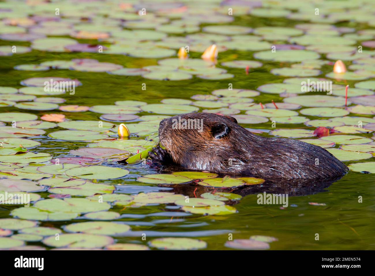 Eine Bisamratte in einem See. Lily Pads überall, er isst eine der Lilienpads. Großansicht. Stockfoto