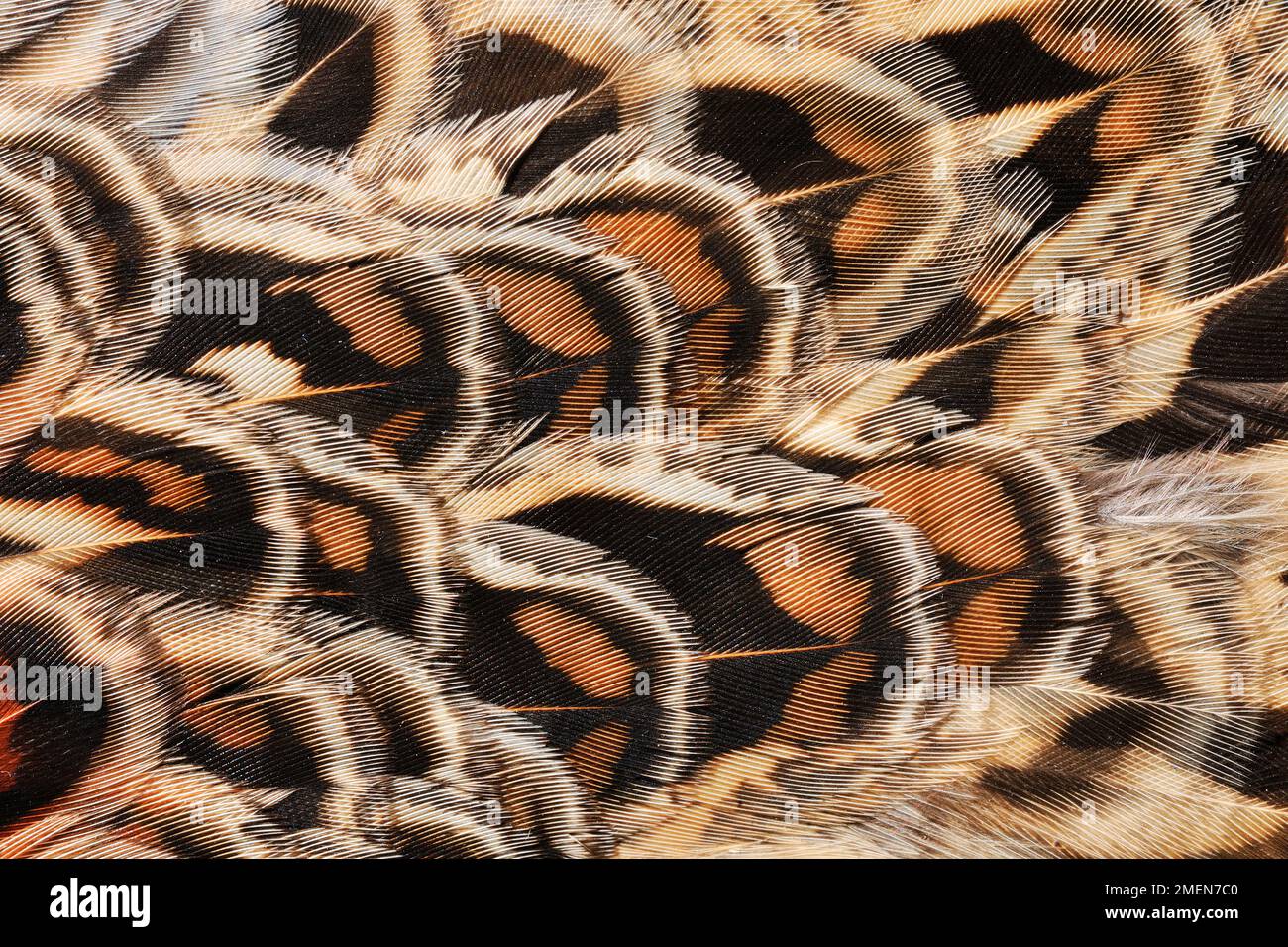 Fasan (Phasianus colchicus) Nahaufnahme von Federn oder im Straßenverkehr getöteten Fasanen, Berwickshire, Schottland, Mai 2013 Stockfoto