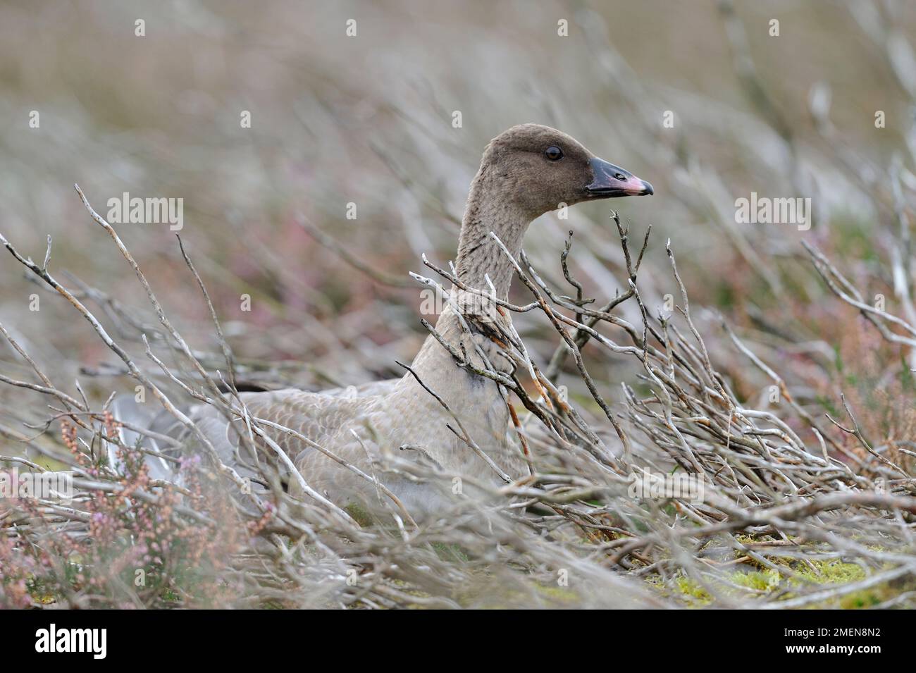 Pinkfooted Geese (Anser brachyrhynchus) in einem Gebiet mit verbranntem Heidemoor in der Nähe von loch/Teich, nächtliche Stätte, Berwickshire, Schottland Stockfoto