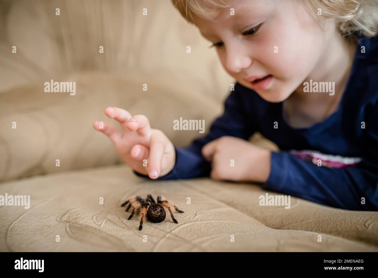 Das Baby will eine riesige Spinne zerquetschen, die auf der Couch im Zimmer krabbelt. Arachnophobie Stockfoto