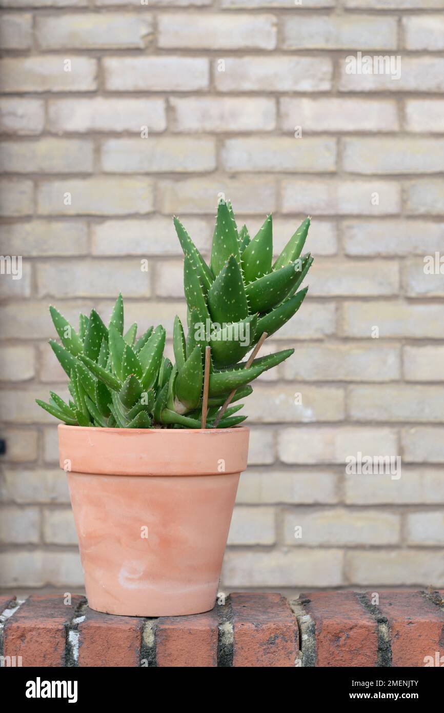 Nahaufnahme der Aloe Vera-Pflanze, die im Freien in einem Topf wchst.  Platz fr Text kopieren. Selektiver Fokus Stockfotografie - Alamy