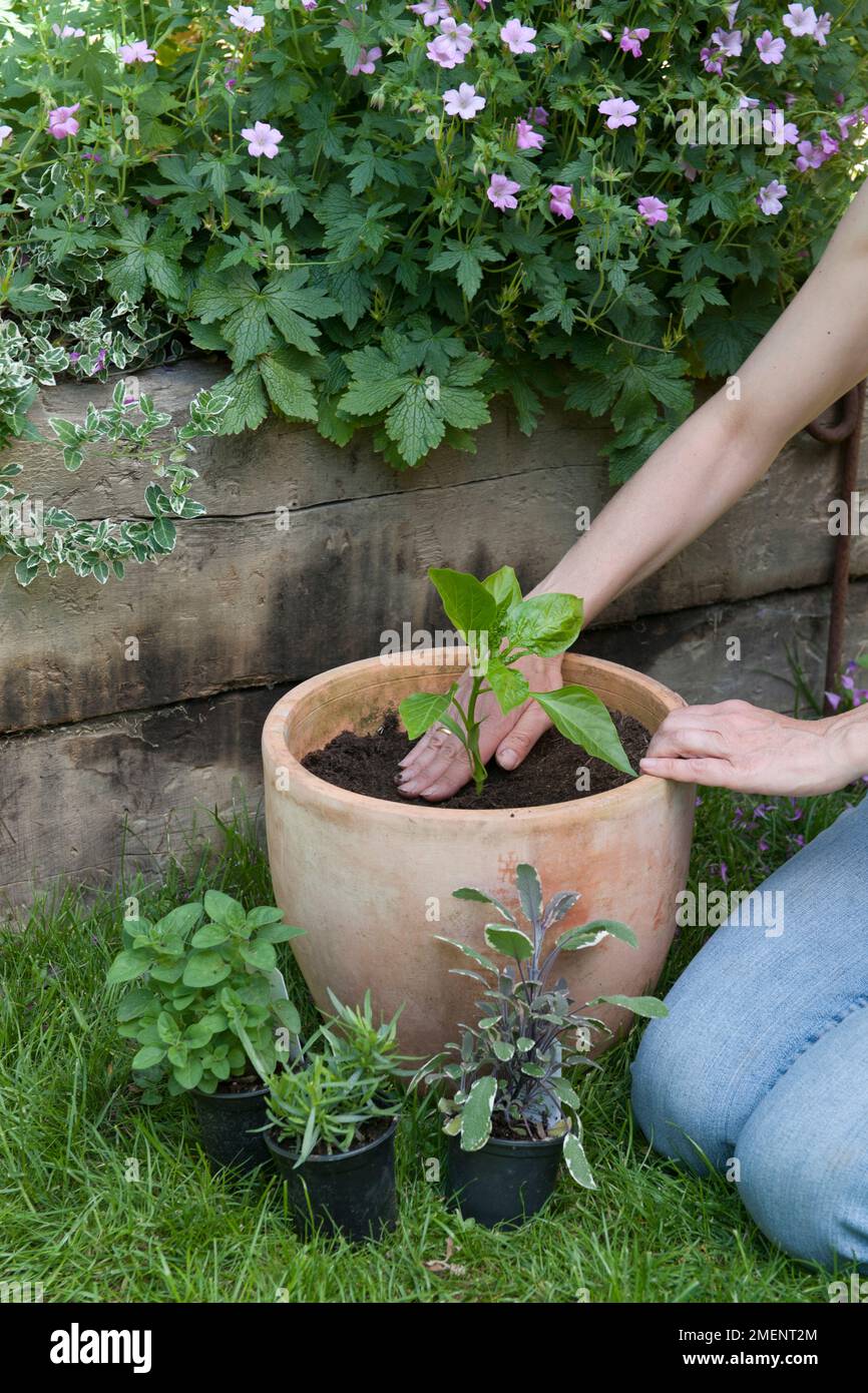 Zwergbohne "Hestia" in Terrakotta-Topf Pflanzen Stockfoto